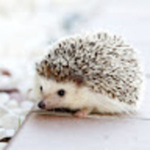 Meet your Posher, Leila